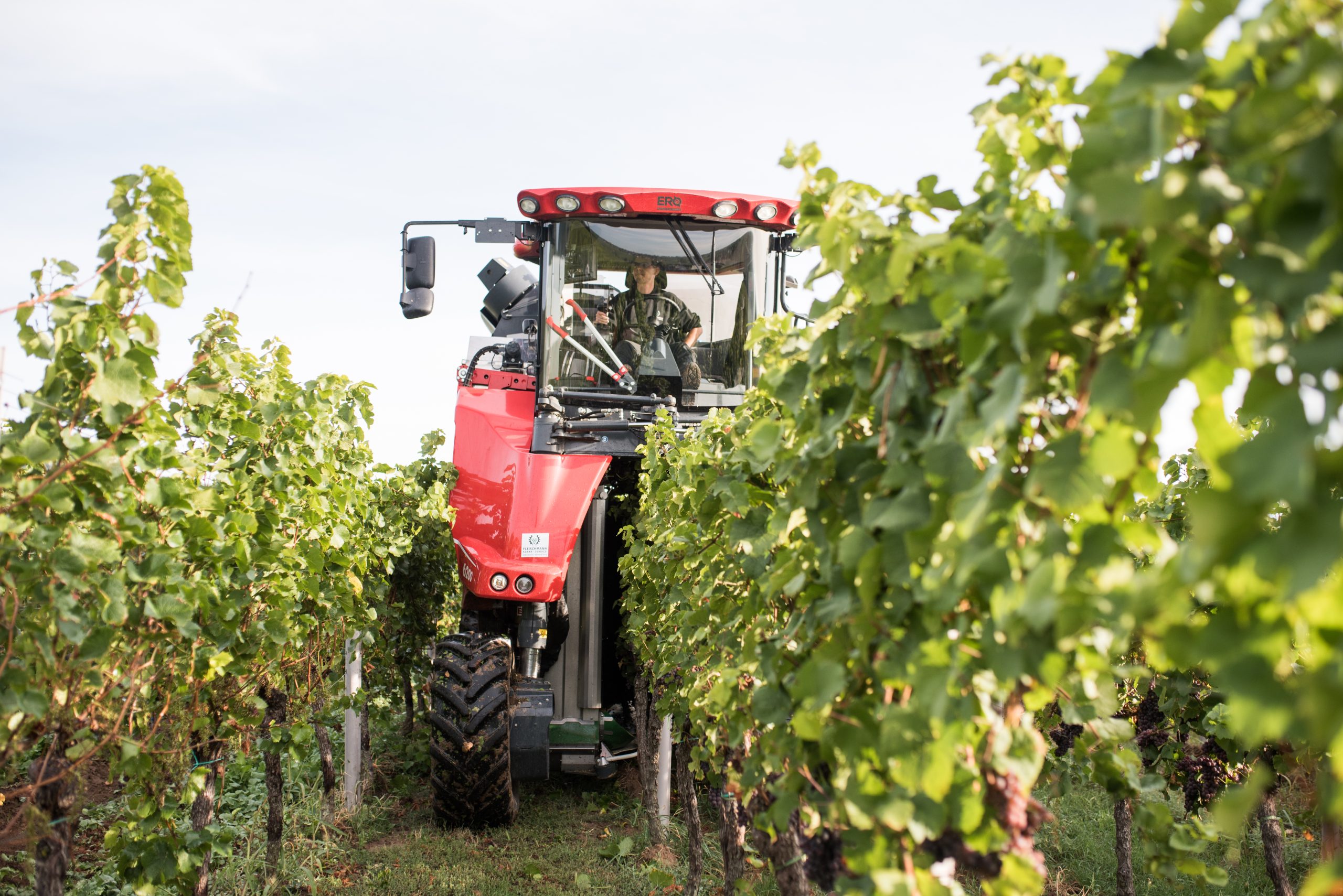 Luftaufnahme der Weinberge in der Südpfalz